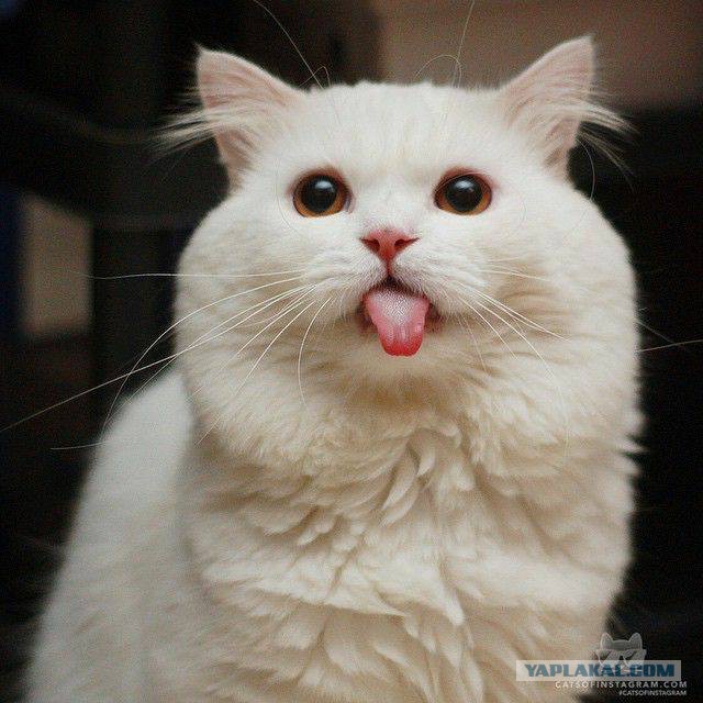 Котовторник 18.07.2017