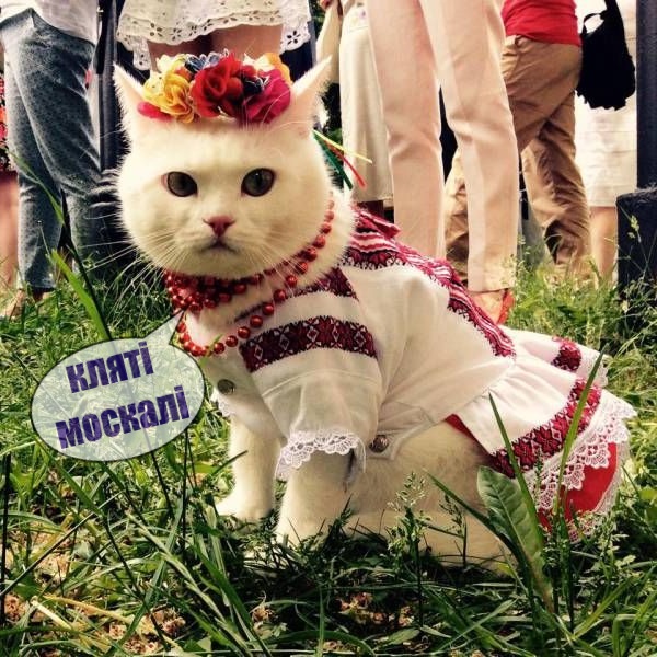 Я не умею рисовать котов? Да ладно...