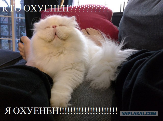 130 картинок для поднятия настроения!