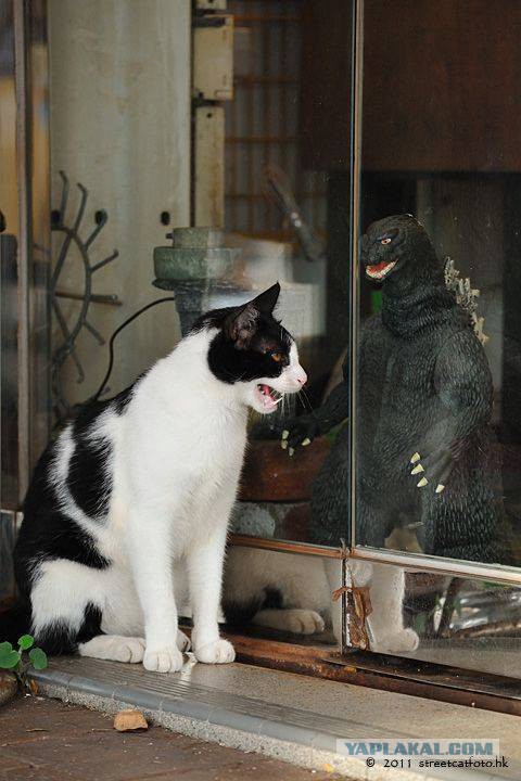 Котовторник 31.10.2017
