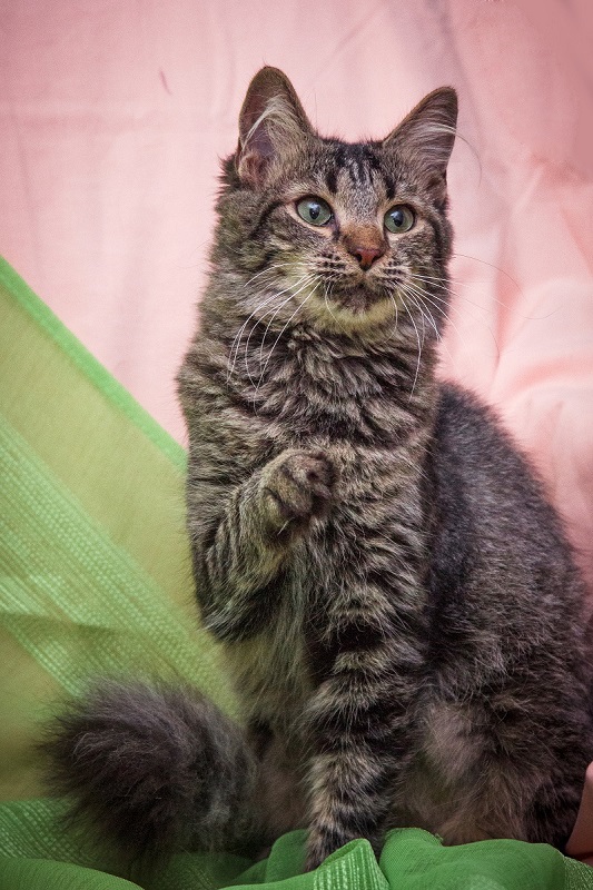 Коты и Кошки