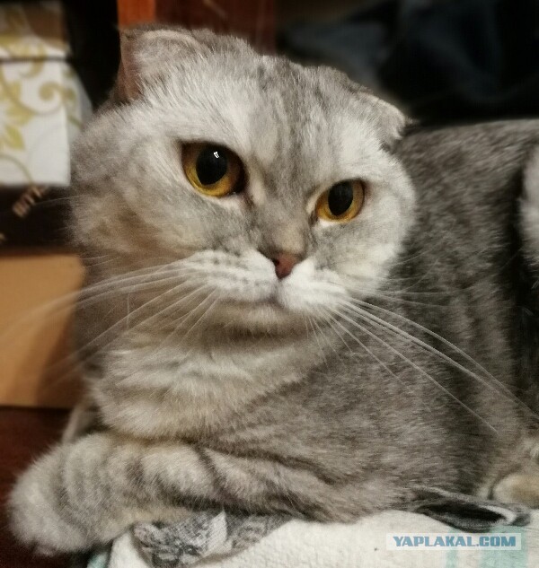 Котовторник 30.01.2018