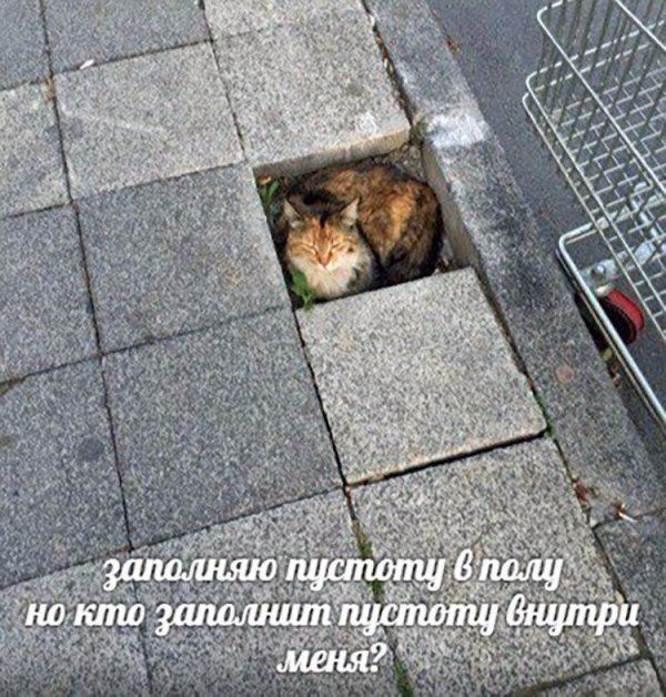 Прикольных котов пост