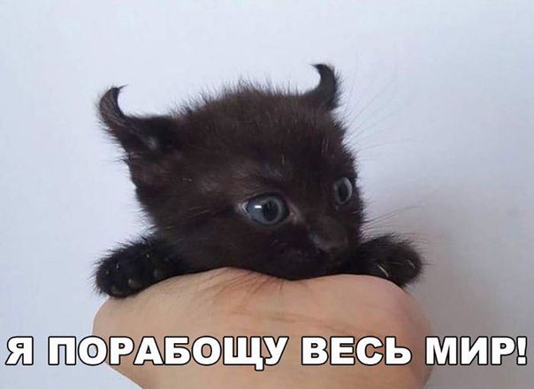 Прикольных котов пост