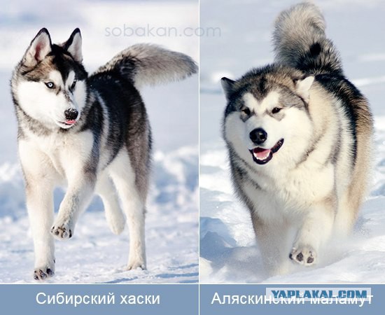 Красота по-Славянски