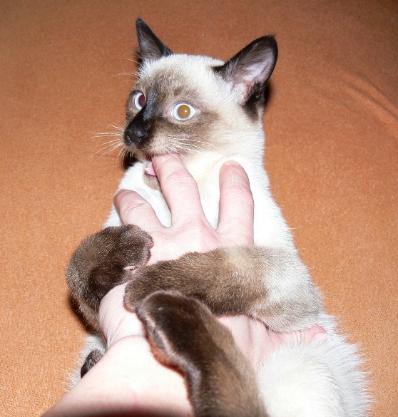 Котовторник