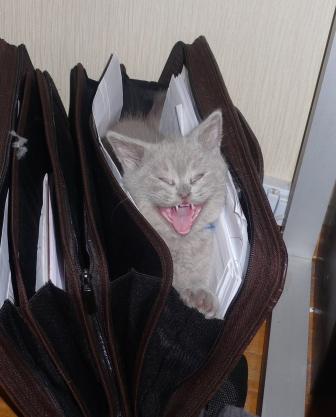 Котовторник на 26.02.08, КПМ клуб!