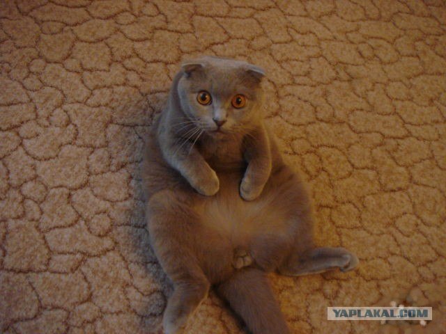 Котовторник  на  ЯПлакалъ