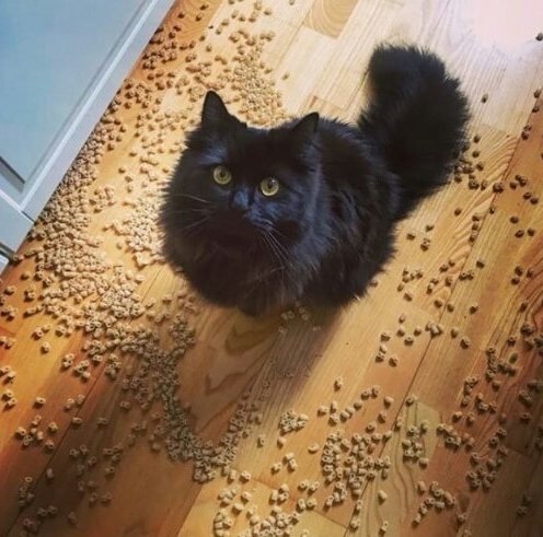 Прикольных котов пост