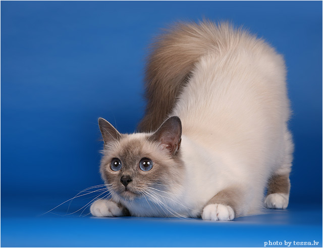 Котовторник 27 июля: лучше сидеть лежа!