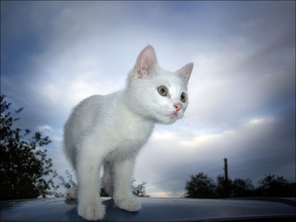 Десантный котовторник