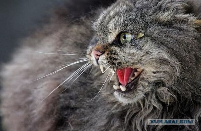 Первый котовторник октября