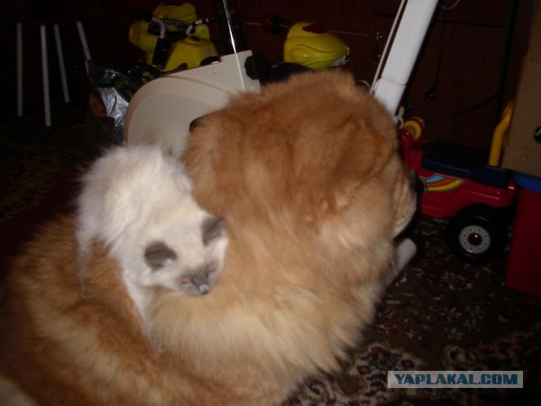 Котовторник (24. 01. 2012 )