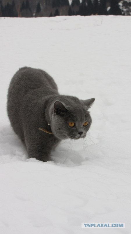Котовторник (14.02.2012)