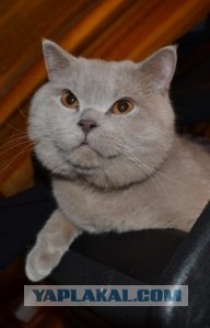 КОТОВТОРНИК (6.03.2012)