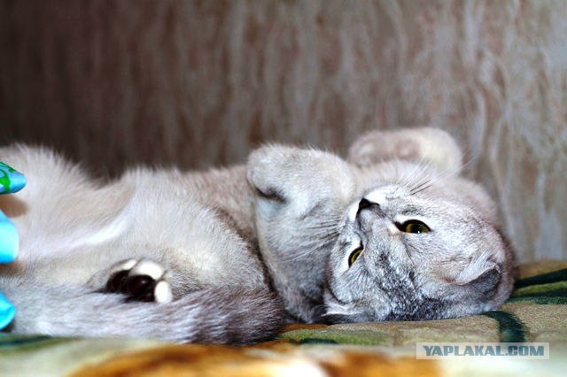 Котовторник! 13.03.2012