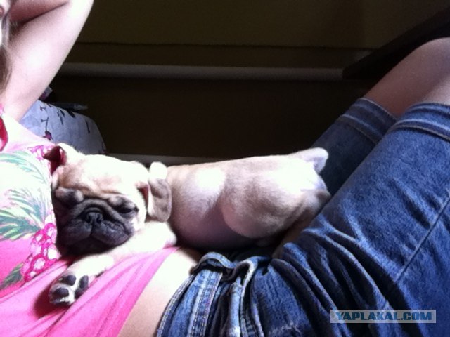 Собакочетверг 10.01.2013