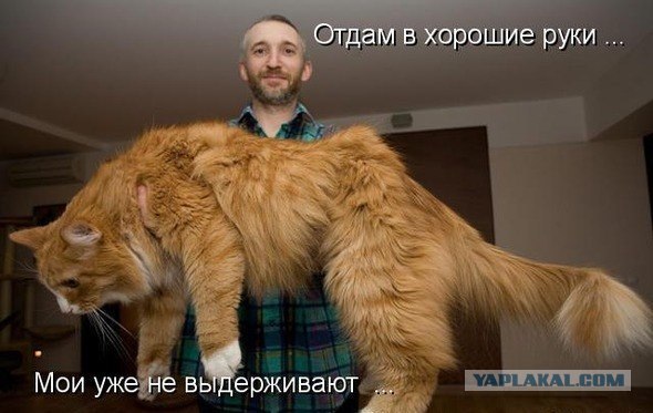 Челябинская сторожевая... щенок еще