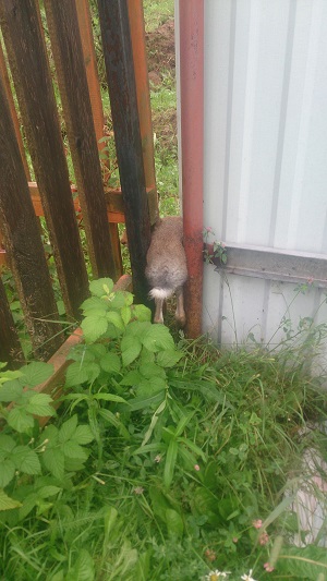 Ловля зайца вручную