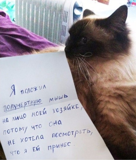 Живность из сети