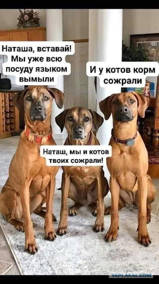 Откровение плохого папы