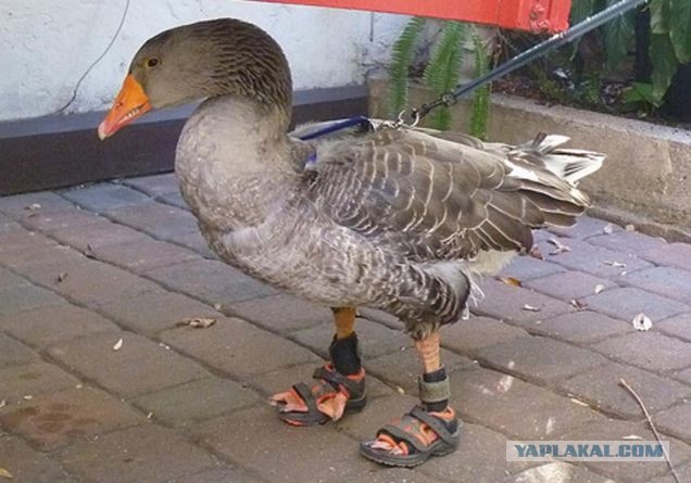 Босиком в Москве не ходят!