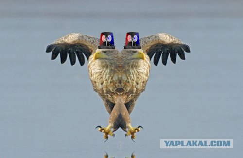 Суровый орел