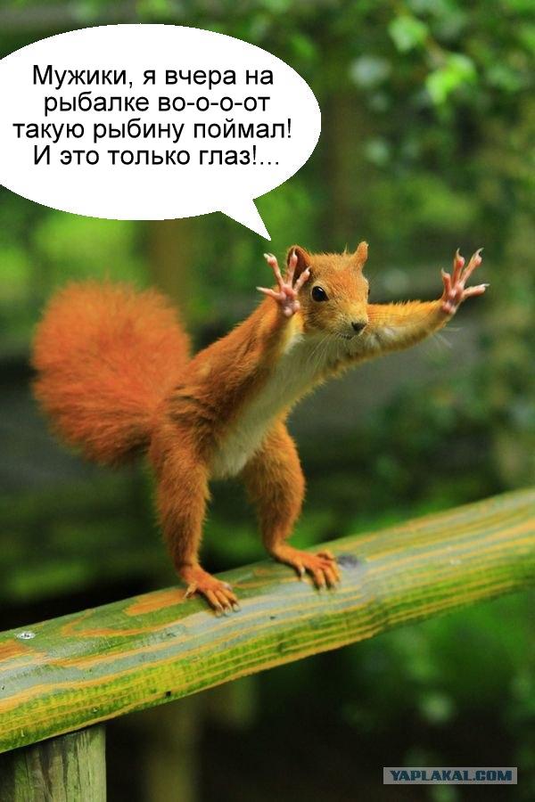 Фотожаба: Белка как бы говорит нам...