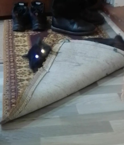 Котодракула