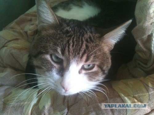 Котовторник 23.04.2013