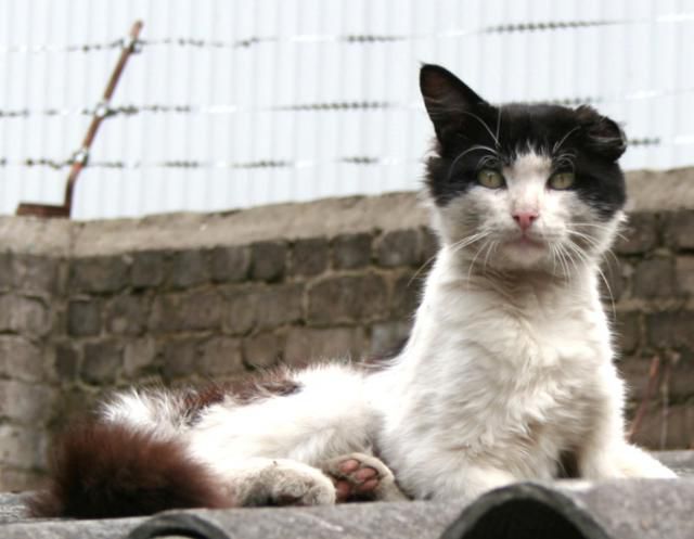 12 самых смешных котов в истории комического конкурса Comedy Pet Photography Awards