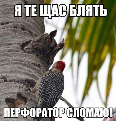 Дятел и антенна
