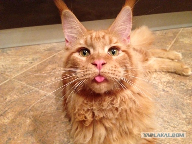 Немного о  Мейн Куне.