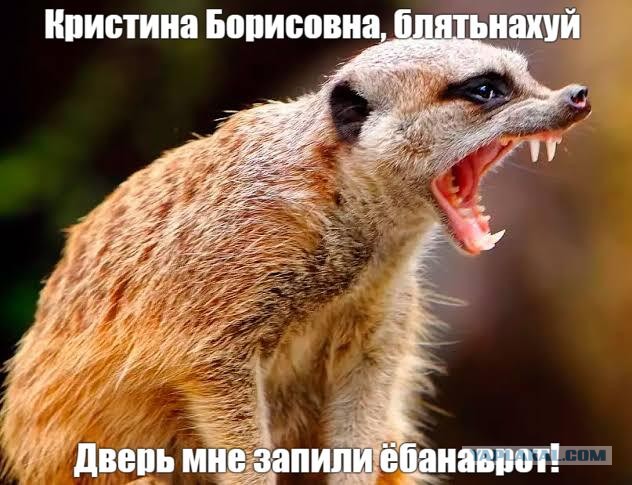 Сурикат в надежных руках