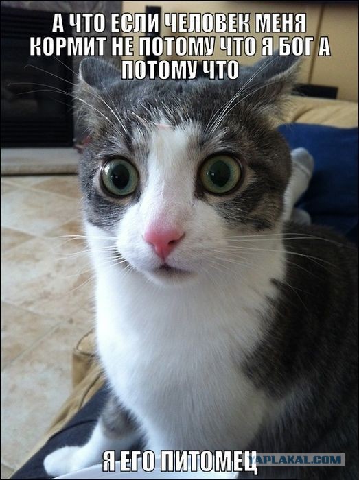 Кот воришка, Украл тысячу и не отдает.