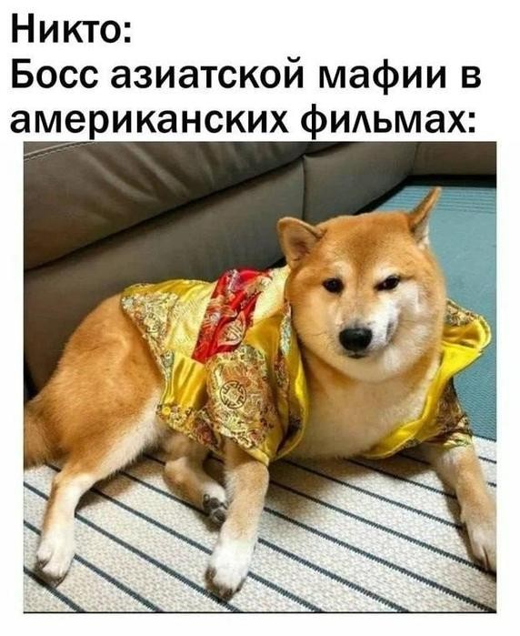 Картинки для деградации 300