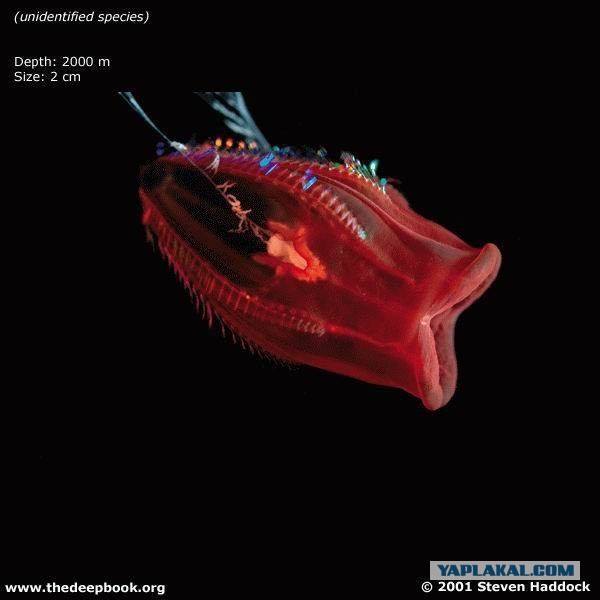 Марианская впадина