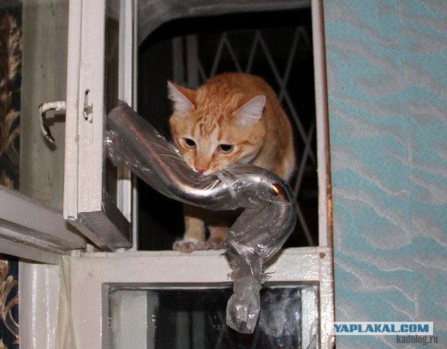 Кот "выключил" и "взял"