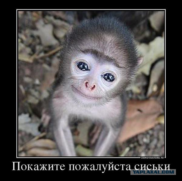 Сел в обезъянник за тонировку и бычку на ГИБДД