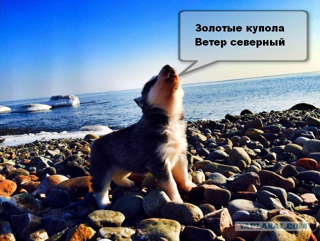 Хаски щен