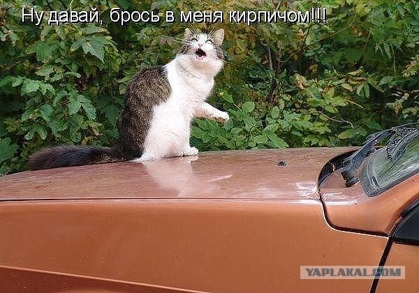 Весёлое из сети