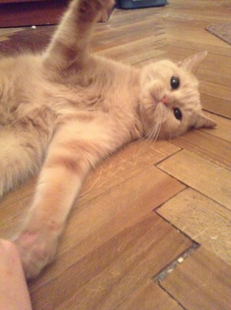 Котовторник