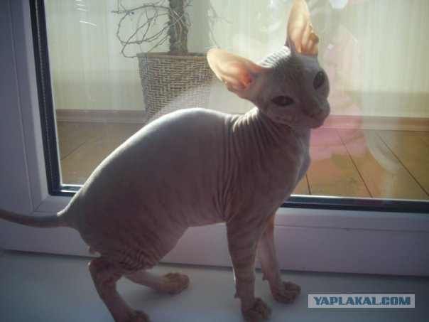 Котовторник