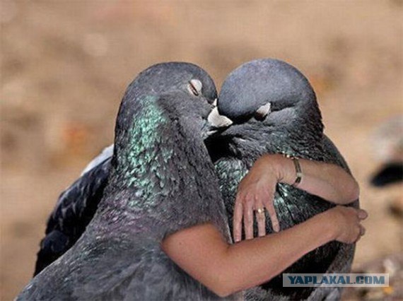 "Обнимашки" за долларовые бумажки