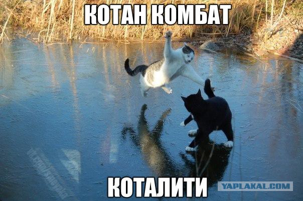 Котовторник 24.11.2015