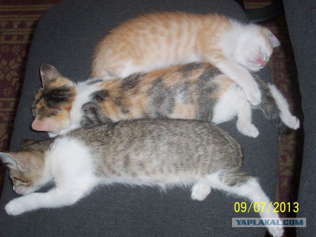 Котовторник
