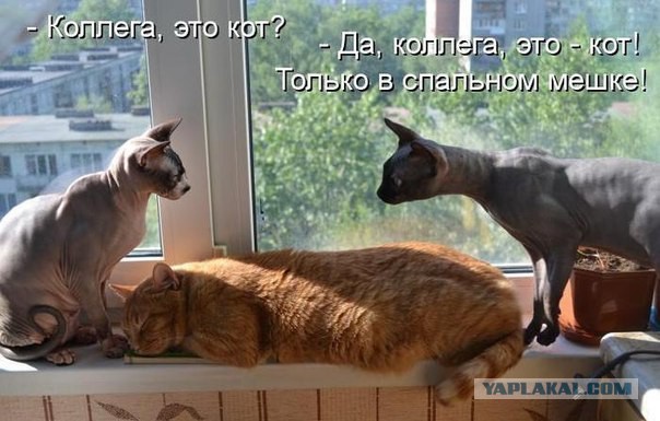 Картинки смешные и несмешные