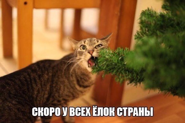 Картинки и демотиваторы