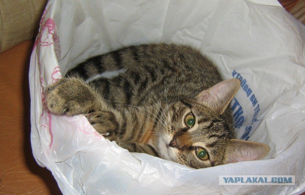 Пост невероятной кошачьей красоты. 25 фот.