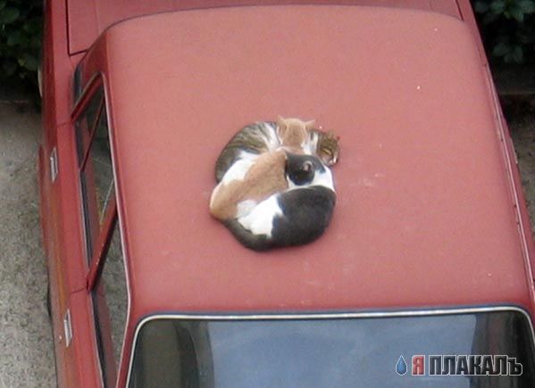 Коты, кошки, котята